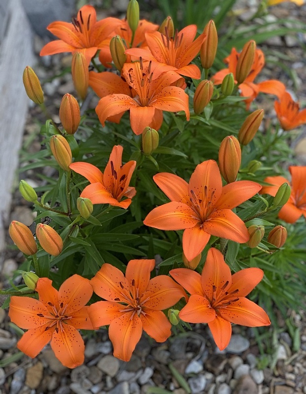 Лилия Оранж Тон 